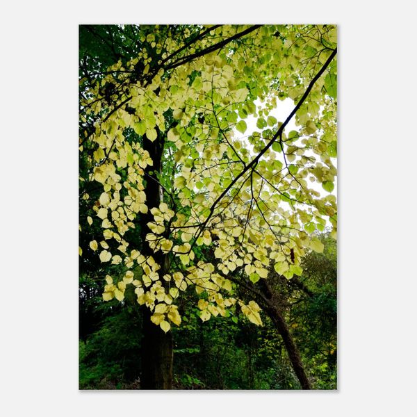 Sunlight, Lime Tree Leaves
