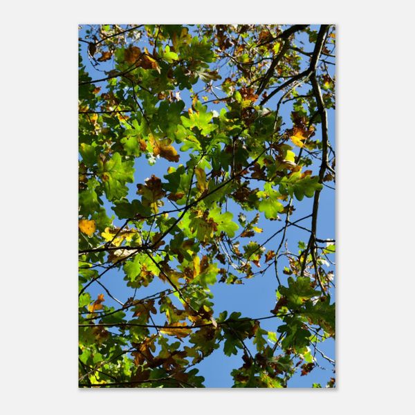 Autumn Leaves, Blue Sky