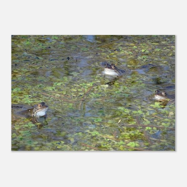 Frogs in a Pond