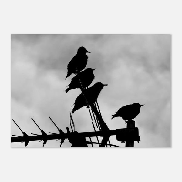 Starlings Silhouette